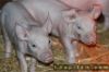 photos de petits cochons