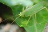 sauterelle verte sur une feuille, ses grandes antennes vers l'avant